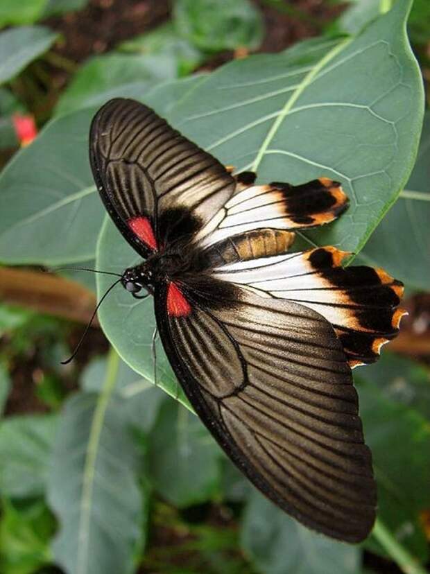 А бабочка крылышками - бяк-бяк-бяк-бяк