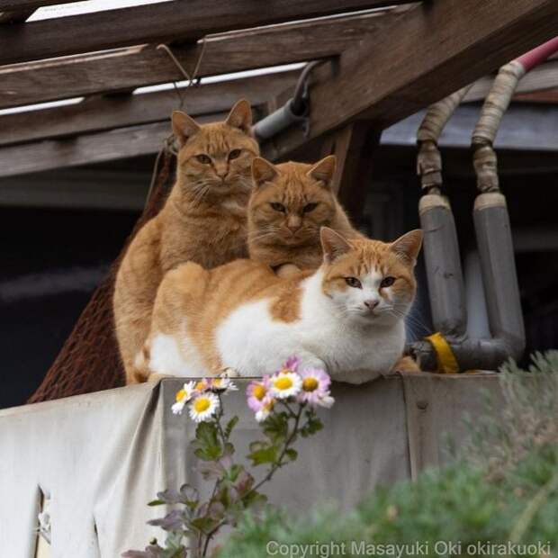 Снимки котов от японского фотографа (18 фото)