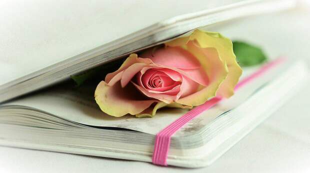 Анонс / фото: pixabay.com