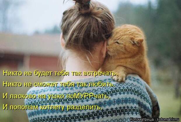 Лучшие котоматрицы недели