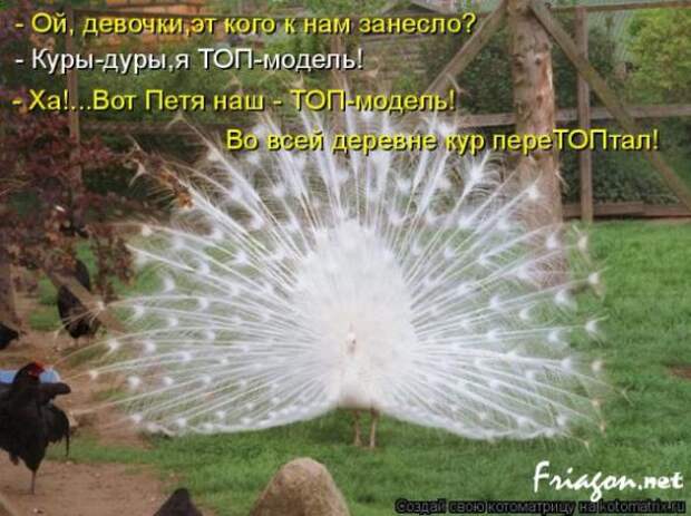 Котоматрица про Любовь