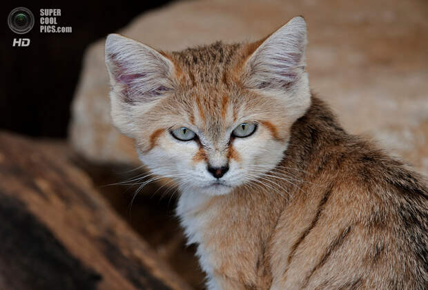 Барханный кот. (Paul Martin)