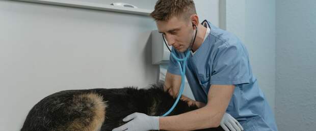 Австралиец с помощью ChatGPT создал вакцину от рака для своей собаки