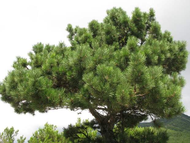 Сосна крымская, сосна Палласа фото (лат. Pinus nigra subsp. pallasiana)