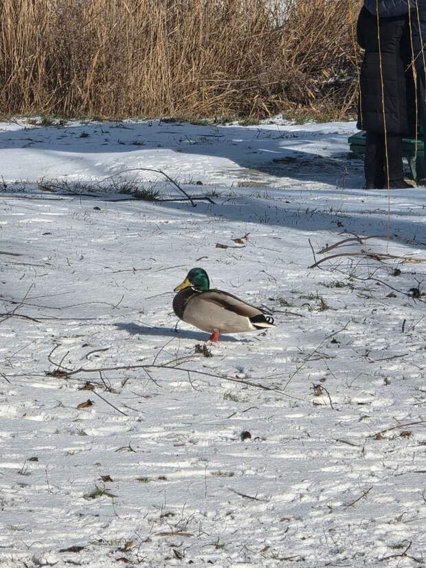 Донецкий селезень https://t.me/webmoney_dn/314859