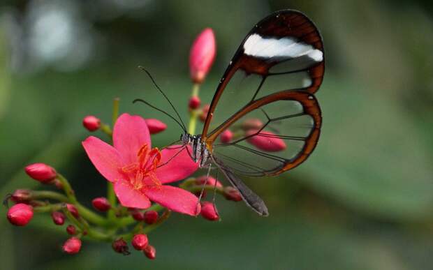 Чем питается бабочка Грета Ото
