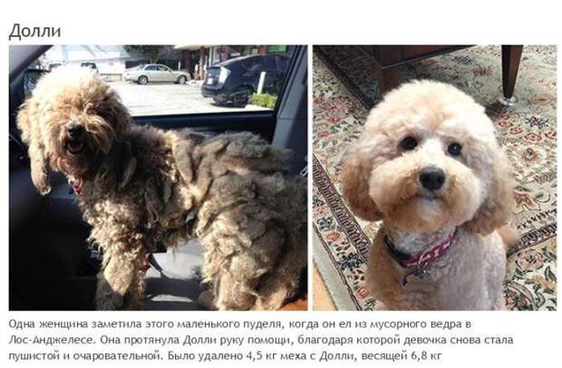 Истории спасения собак