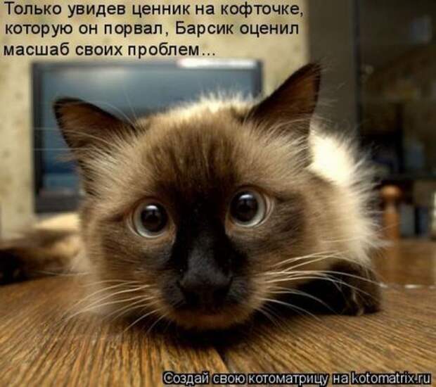 Котоматрица свежак (26 фото)