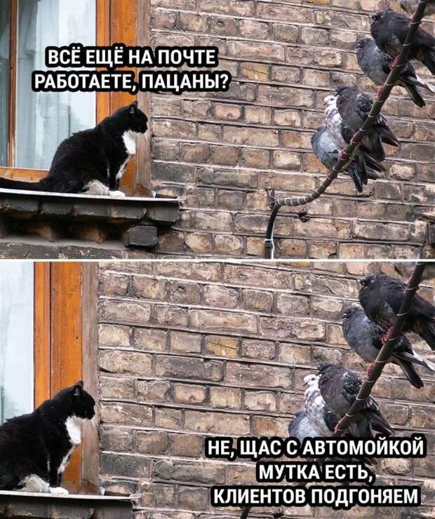 мемы