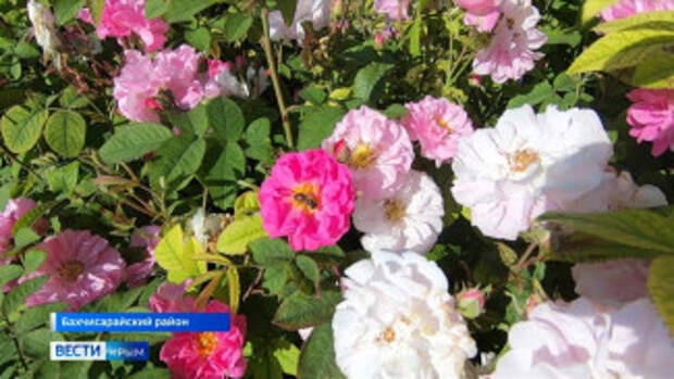 В Крыму не хватает сборщиков лепестков на плантациях роз