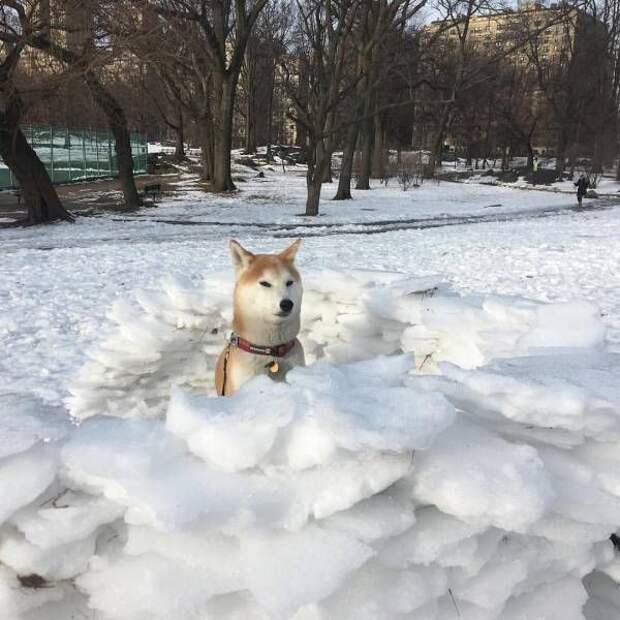 Паранормальных пикч