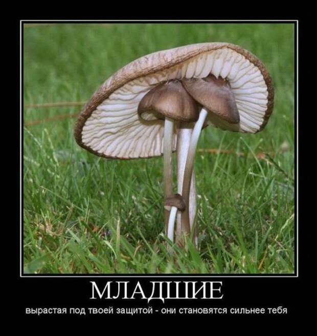 Подборка смешных позитивных демотиваторов
