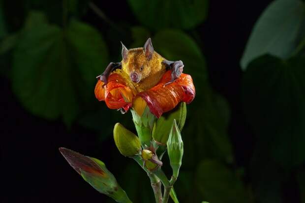 A pollen-covered bat emerges from a flower of the blue mahoe tree in Cuba. This photo appeared in a March 2014 story showing the fascinating relationship between some tropical flowers and pollinating bats.