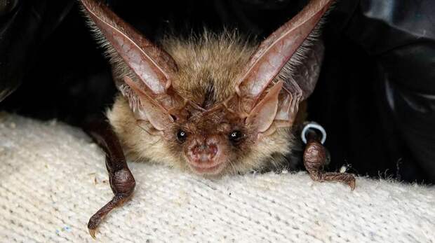 В нацпарке "Лосиный Остров" появились домики для летучих мышей