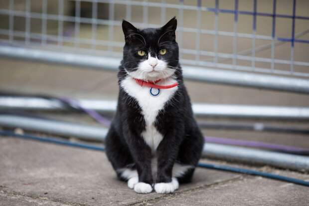 Умер бывший «главный мышелов» британского МИД кот Палмерстон