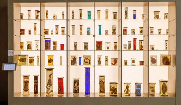 Аудиогид по выставке «Биокластера» появился в приложении «Узнай Москву»