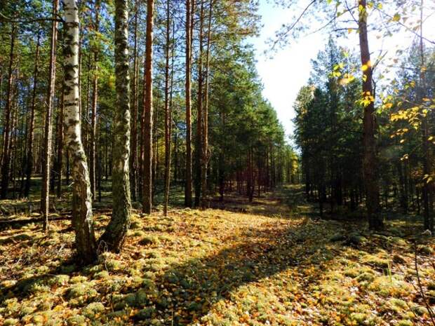 вот такая красота в лесу, тихо, ни ветерка, солнце  грибы, листва, осень, природа, прогулка, сделай сам