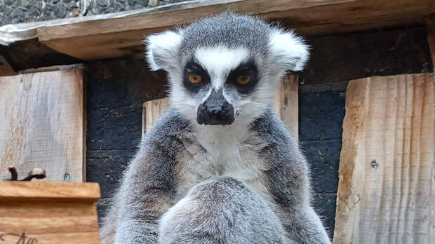 В Британии могут усыпить около 5000 тысяч приматов из-за новых правил содержания