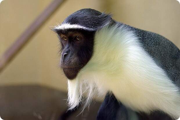 Роловейская мартышка (лат. Cercopithecus roloway)