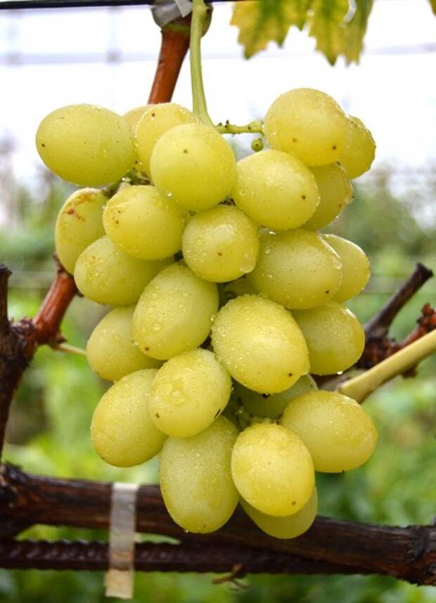 сорт винограда Лазур