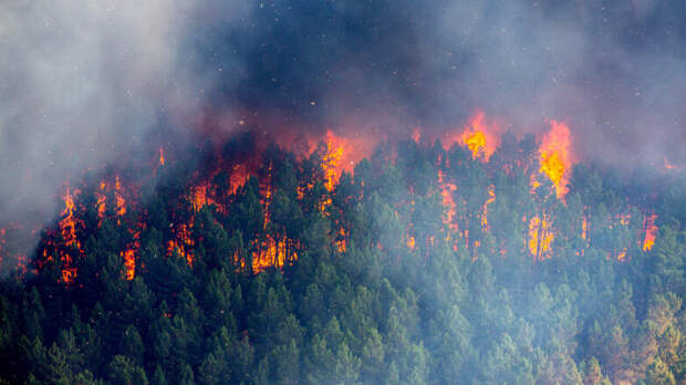 В России за прошедшие сутки потушили 28 лесных пожаров