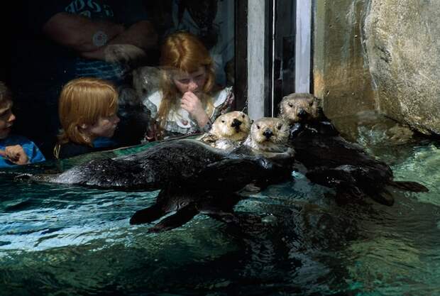 A story in the June 1995 issue documented the recovery of sea otter populations after the fur trade nearly hunted them to extinction. Here, three orphaned otters float together at the Monterey Bay Aquarium in California.