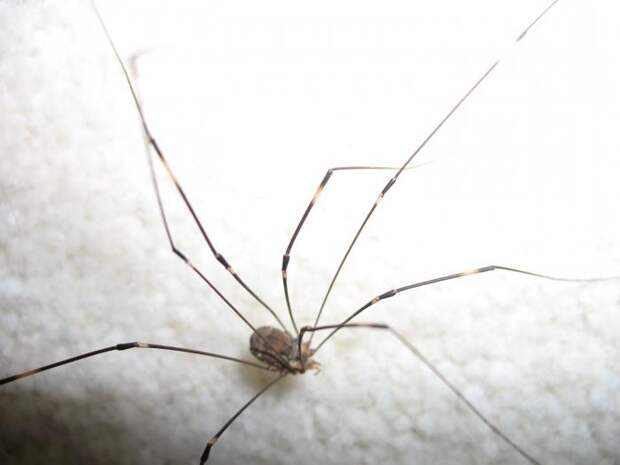 Сенокосец – паук, известный повсеместно