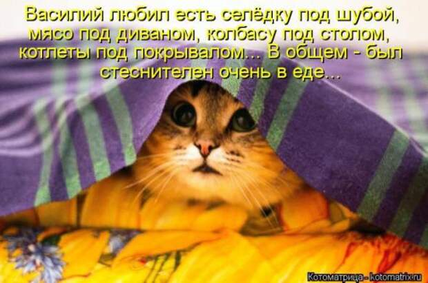 Котоматрицы(картинки с надписями)