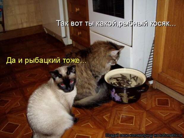 Лучшие котоматрицы недели