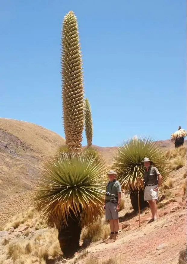 ���� ��������