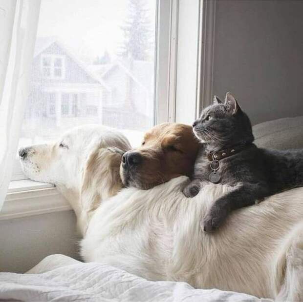 О  дружбе дружба, животные, коты, собака
