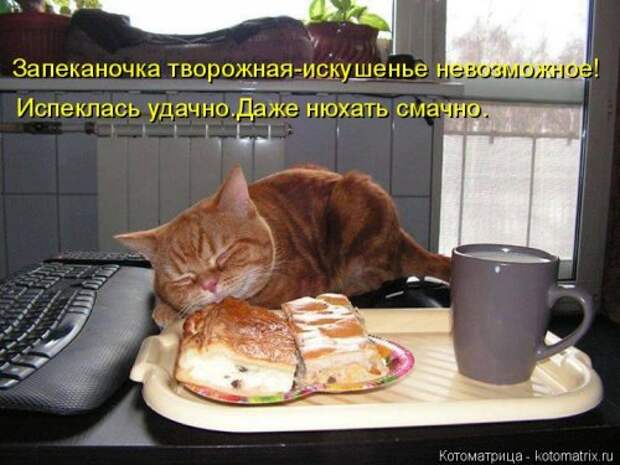 Новая котоматрица (39 фото)