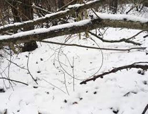 Экологи разъясняют: охота ´петлями´ - это браконьерство.