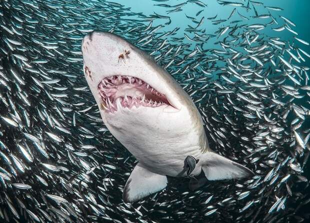 Кадры на миллион: акулы проплывают через косяк рыб акула, в мире, вода, красота, рыба, удивительно