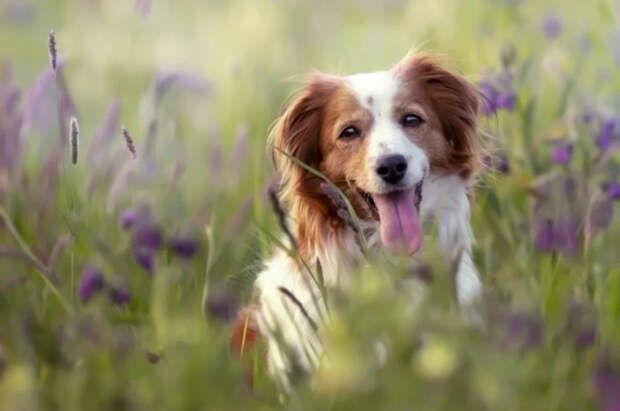 Кинолог Голубев рассказал, как определить аллергию у собак