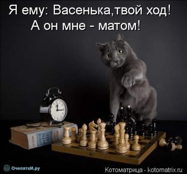 Смешные кошки в котоматрице 12
