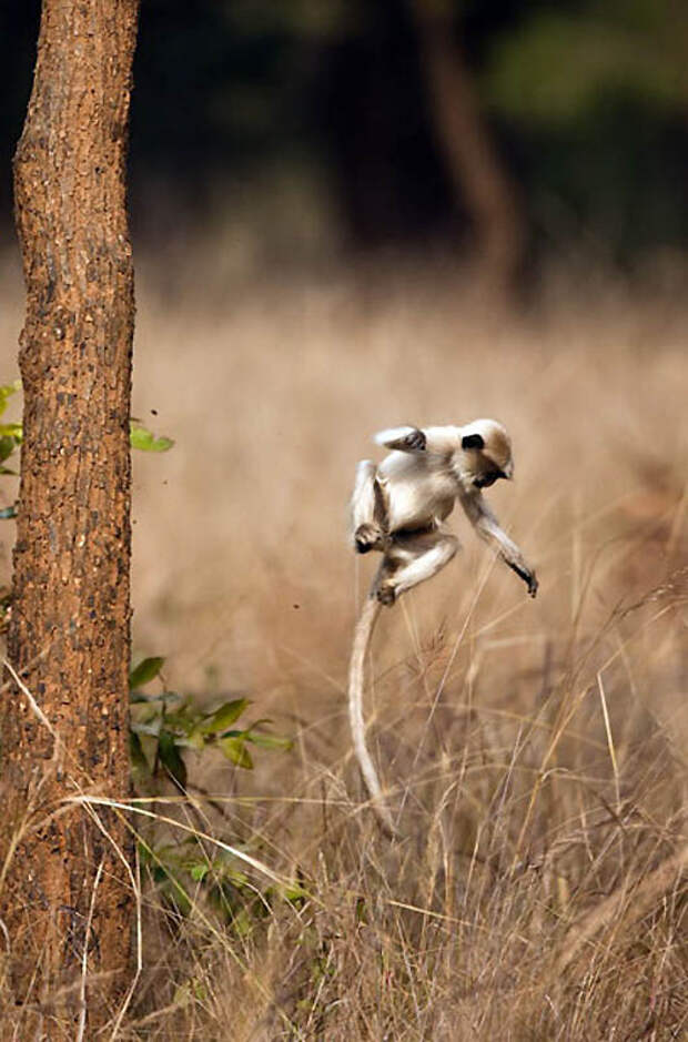 Фотография: Животные в полете №21 - BigPicture.ru