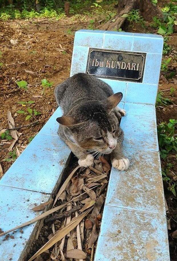 Кошка с разбитым сердцем уже год лежит на могиле своей хозяйки