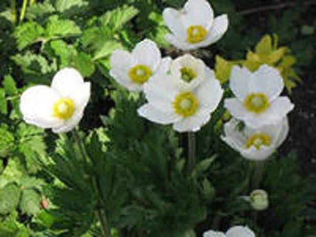http://ssdosug.ru/wp-content/uploads/2014/03/anemon-d.jpg