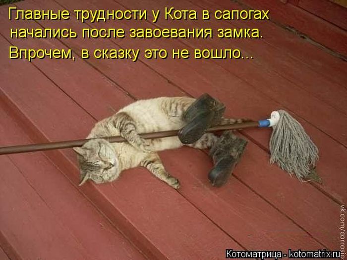 Лучшие котоматрицы недели (50 фото)