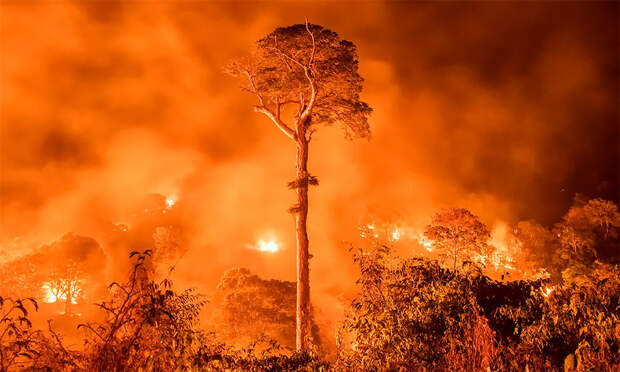 Победители фотоконкурса Wildlife Photographer of The Year 2020