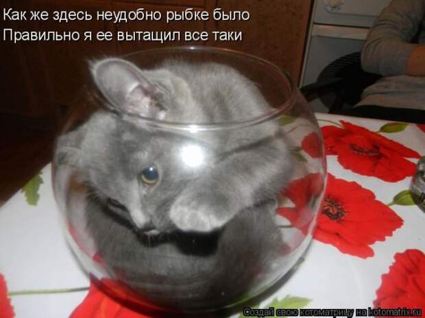 Лучшие котоматрицы недели