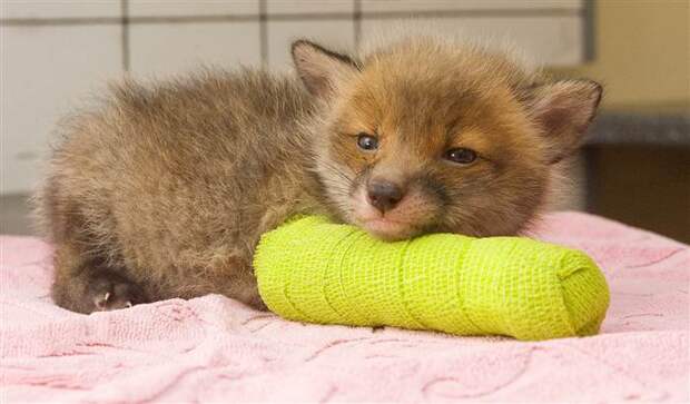 Little Fox In Cast