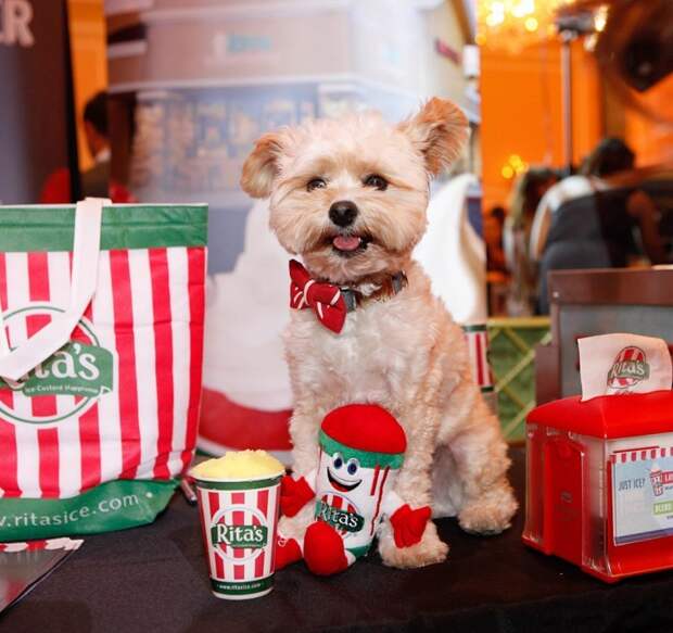 Попай собака, у собаки есть собственный инстаграм еды