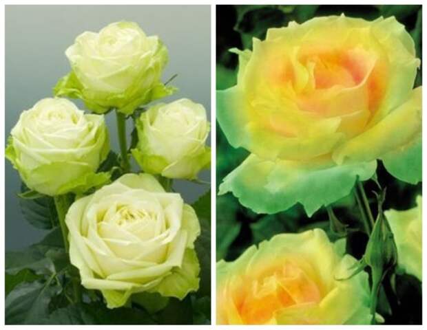 зеленая роза Mint Julep Rose