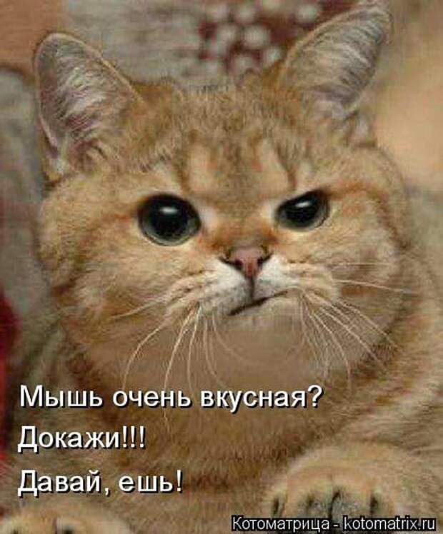 Лучшие котоматрицы недели (50 фото)