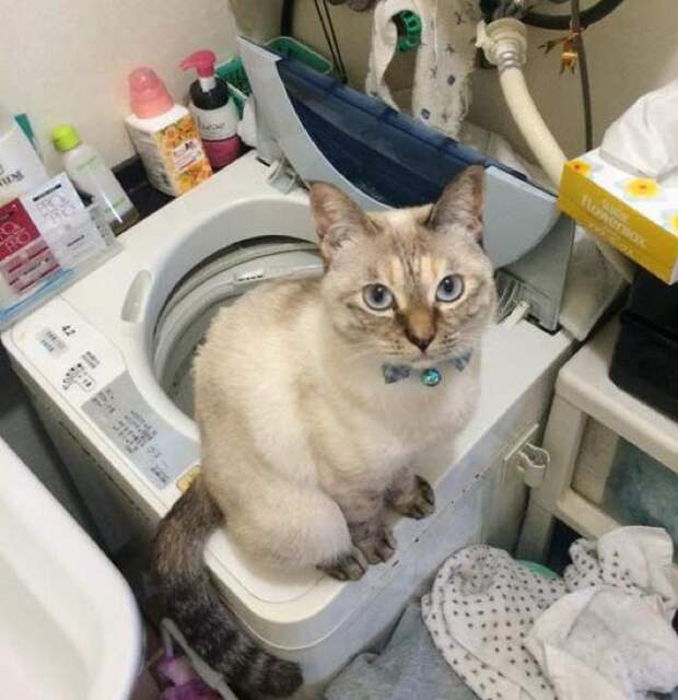 Без кота и жизнь не та