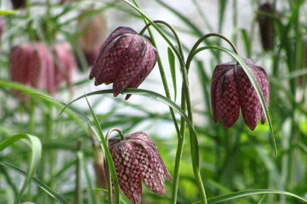 Когда выкапывать рябчики для лучшего цветения