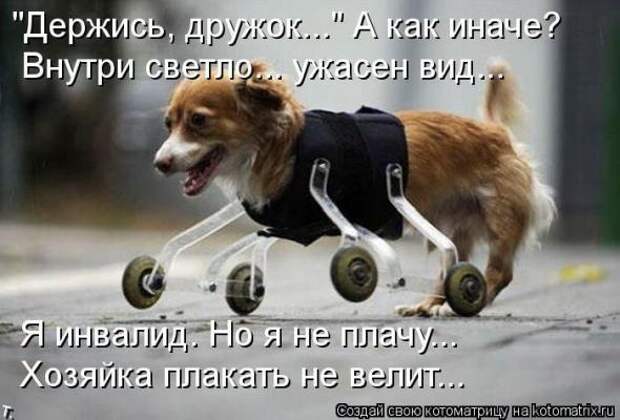 Котоматрицы (картинки с надписями)