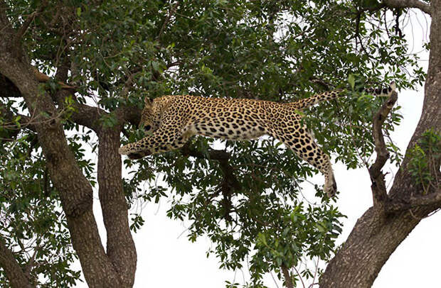 Фотография: Животные в полете №3 - BigPicture.ru